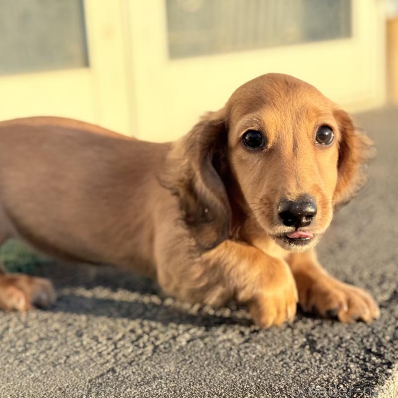 販売中の埼玉県のミニチュアダックスフンド(ロングヘアード)-433621の6枚目