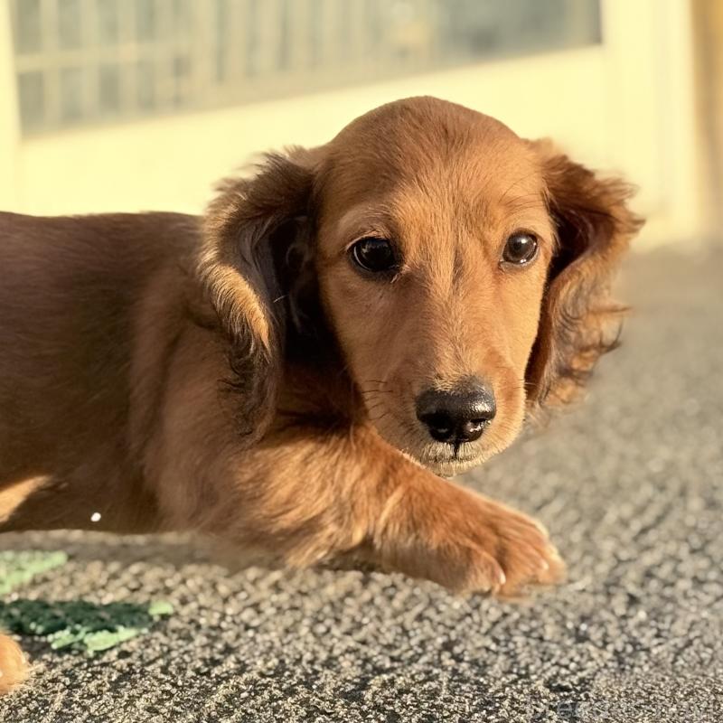 販売中の埼玉県のミニチュアダックスフンド(ロングヘアード)-433621の5枚目