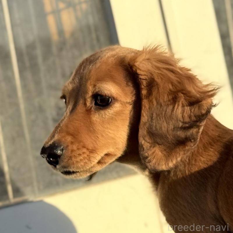 販売中の埼玉県のミニチュアダックスフンド(ロングヘアード)-433621の4枚目