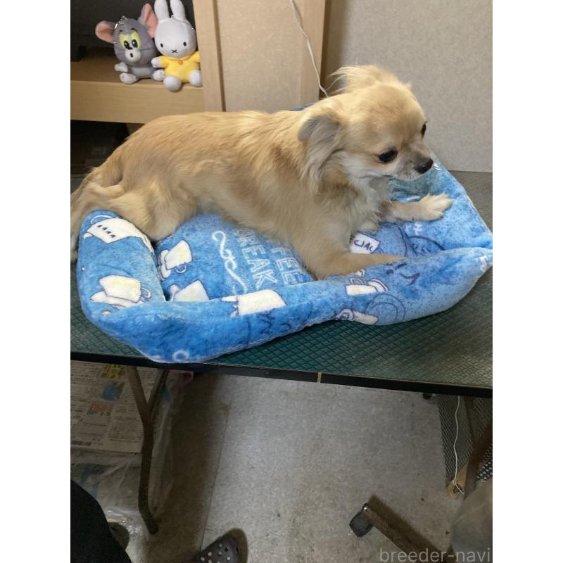 販売中の千葉県のチワワ(ロングコート)-408724の11枚目