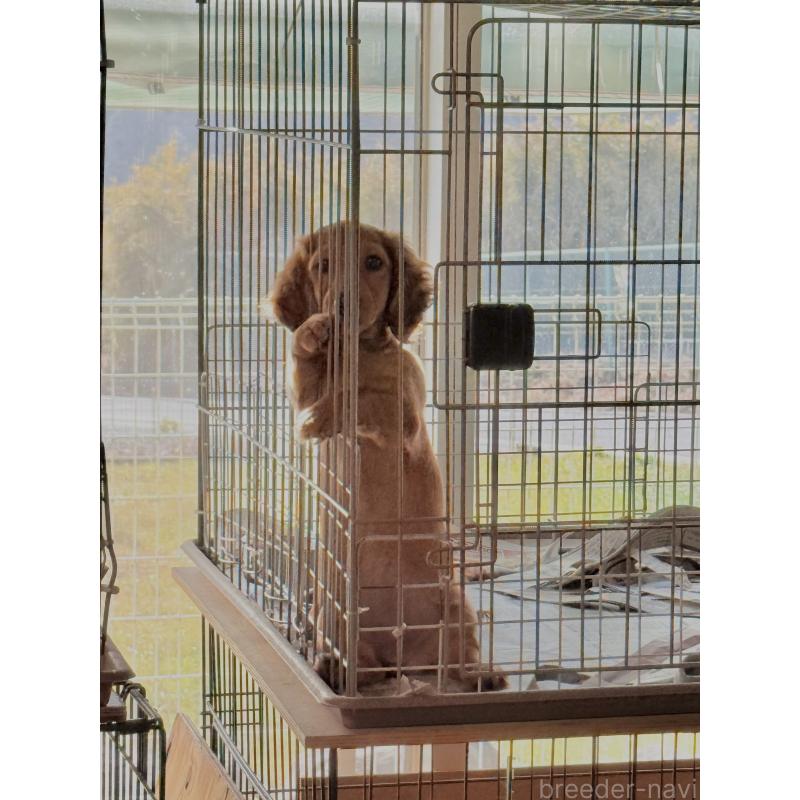 販売中の埼玉県のミニチュアダックスフンド(ロングヘアード)-433621の2枚目