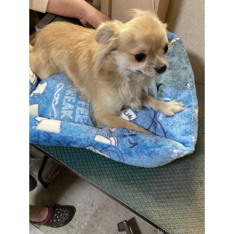 販売中の千葉県のチワワ(ロングコート)-408724の10枚目