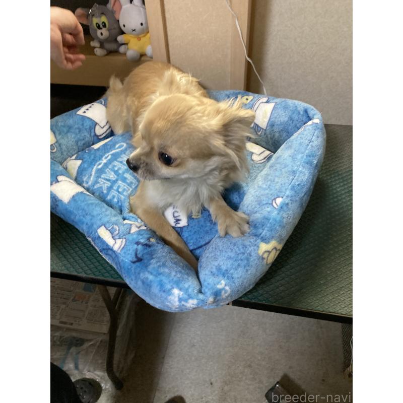 販売中の千葉県のチワワ(ロングコート)-408724の7枚目