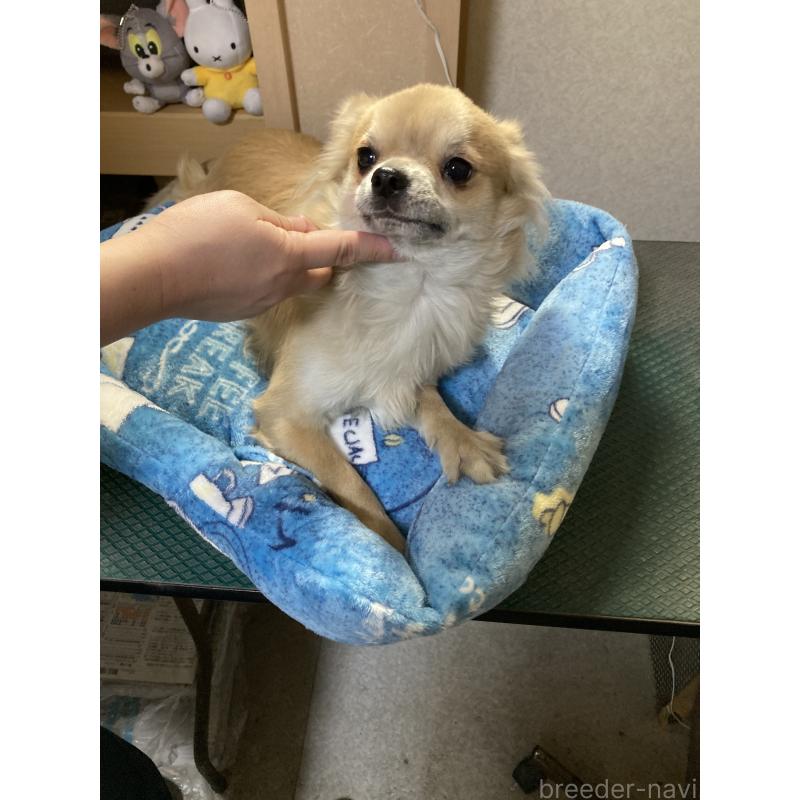 販売中の千葉県のチワワ(ロングコート)-408724の6枚目