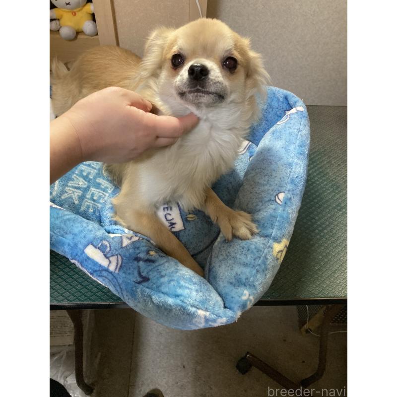 販売中の千葉県のチワワ(ロングコート)-408724の5枚目