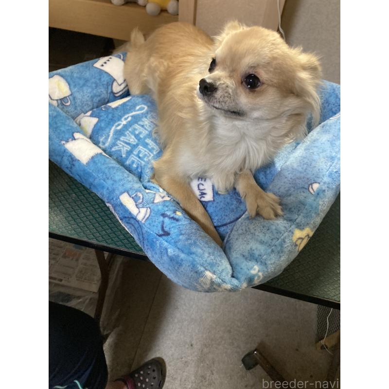 販売中の千葉県のチワワ(ロングコート)-408724の3枚目