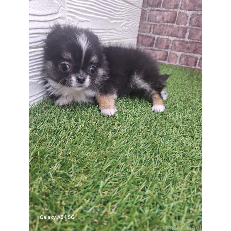 販売中の三重県のチワワ(ロングコート)-439213の4枚目