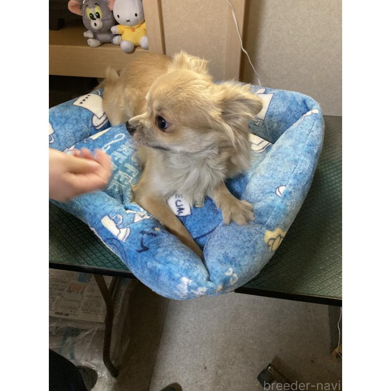 販売中の千葉県のチワワ(ロングコート)-408724の2枚目