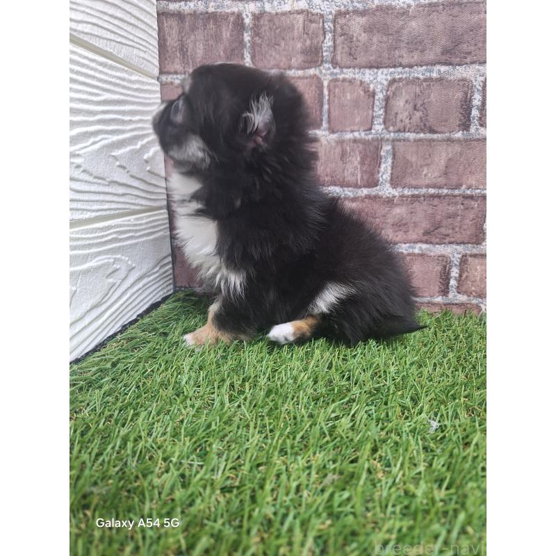 販売中の三重県のチワワ(ロングコート)-439213の3枚目