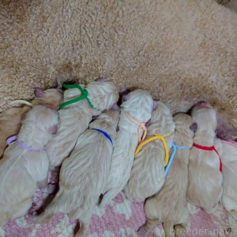 販売中の長野県のゴールデンドゥードル:ゴールデンレトリーバー×プードル-439214の2枚目