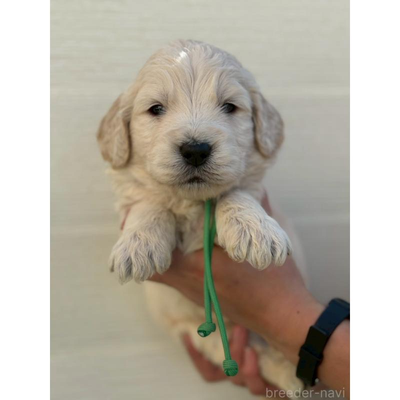 販売中の長野県のゴールデンドゥードル:ゴールデンレトリーバー×プードル-439214の1枚目