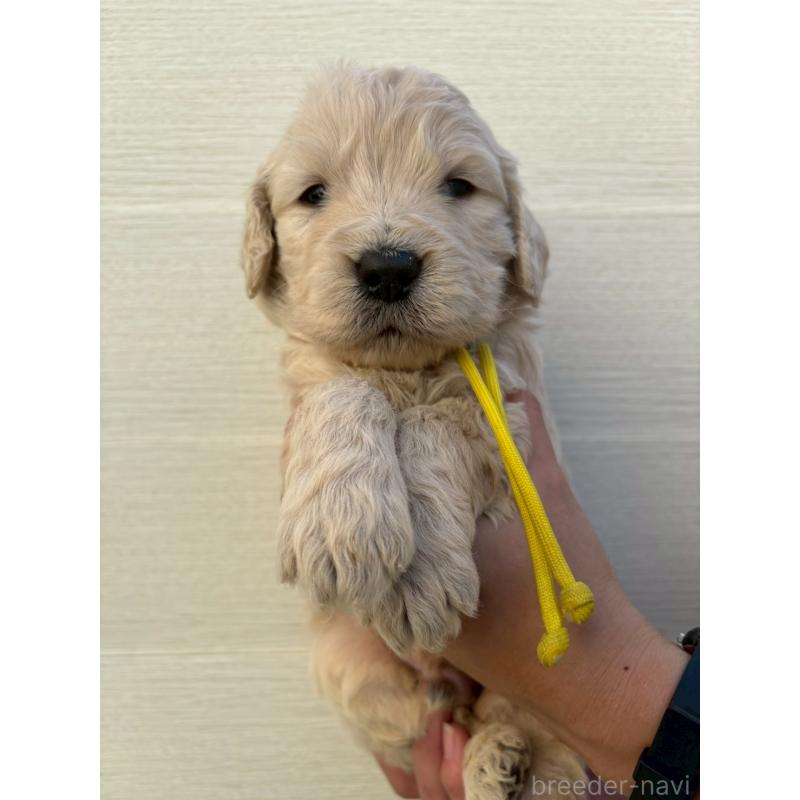 販売中の長野県のゴールデンドゥードル:ゴールデンレトリーバー×プードル-439216の1枚目