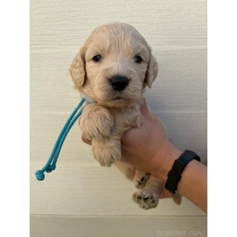 販売中の長野県のゴールデンドゥードル:ゴールデンレトリーバー×プードル-439217の1枚目