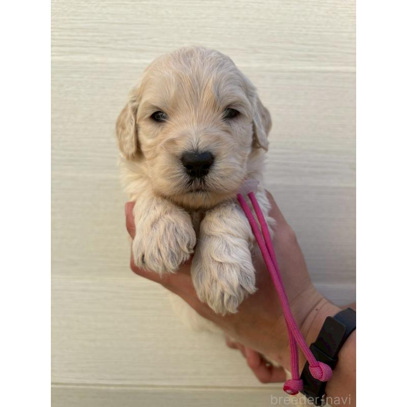 販売中の長野県のゴールデンドゥードル:ゴールデンレトリーバー×プードル-439219の1枚目