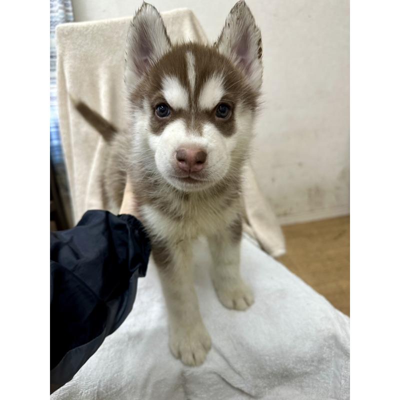 成約済の千葉県のシベリアンハスキー-437680の3枚目