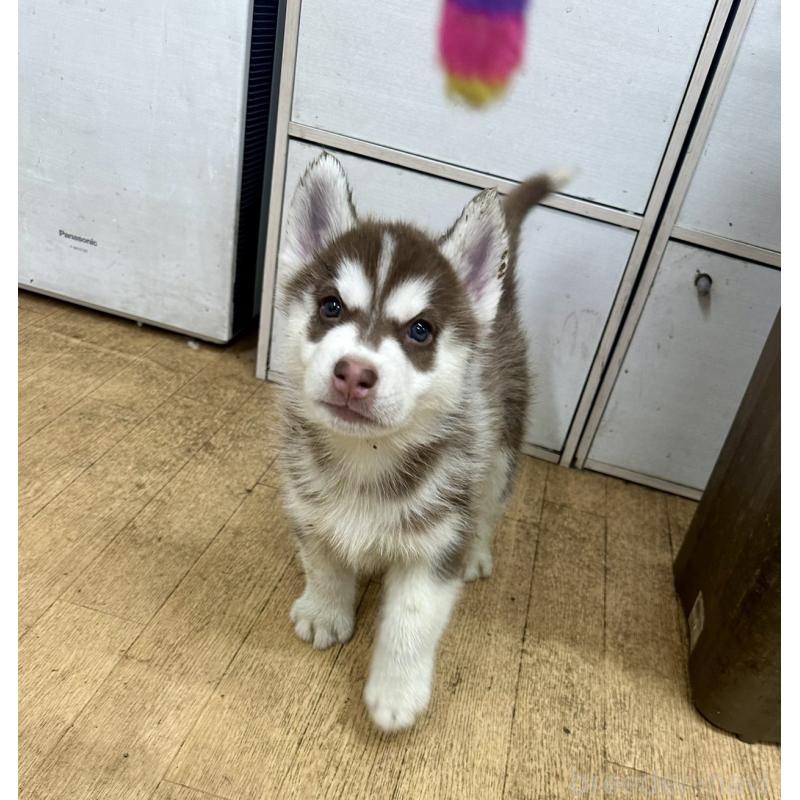 成約済の千葉県のシベリアンハスキー-437680の2枚目