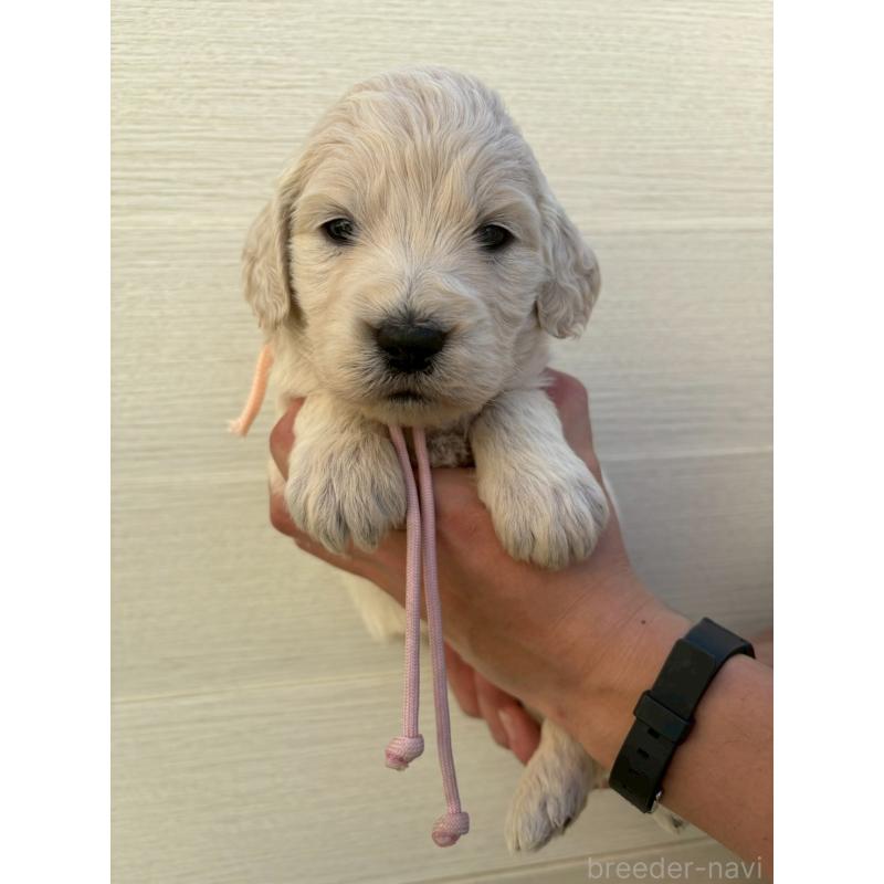 販売中の長野県のゴールデンドゥードル:ゴールデンレトリーバー×プードル-439221