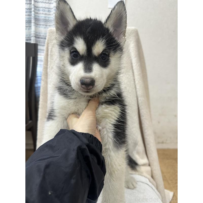 成約済の千葉県のシベリアンハスキー-437649