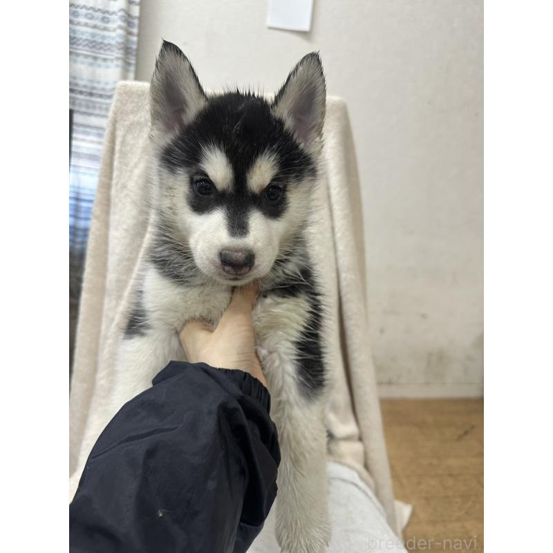 成約済の千葉県のシベリアンハスキー-437649の3枚目