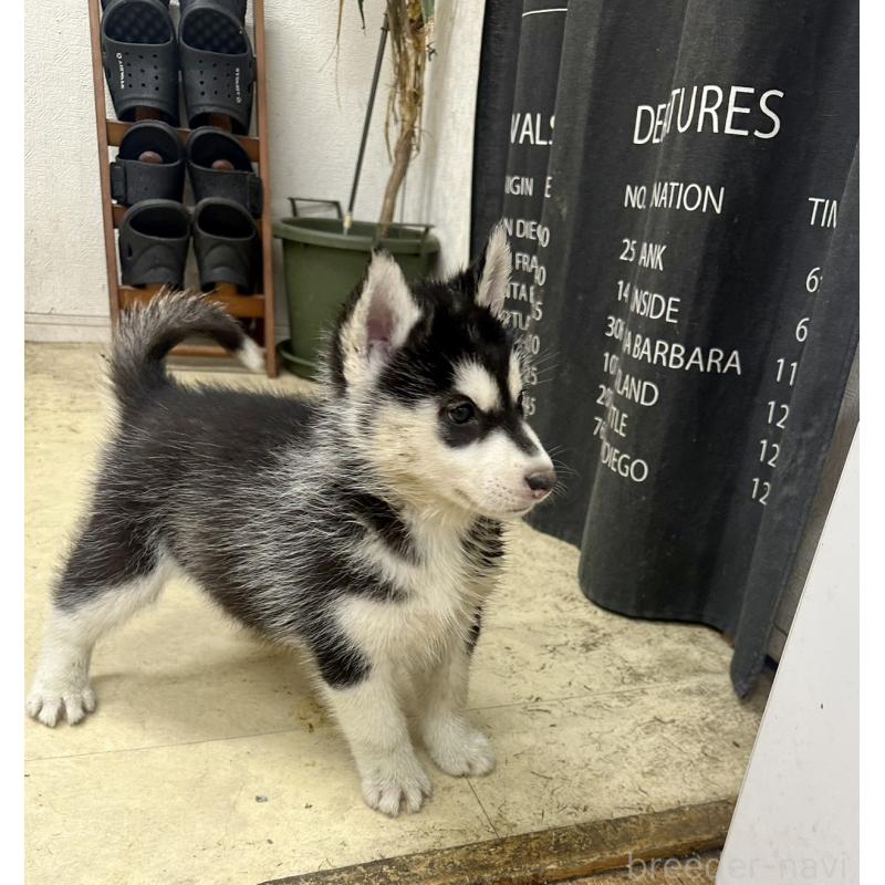 成約済の千葉県のシベリアンハスキー-437649の2枚目