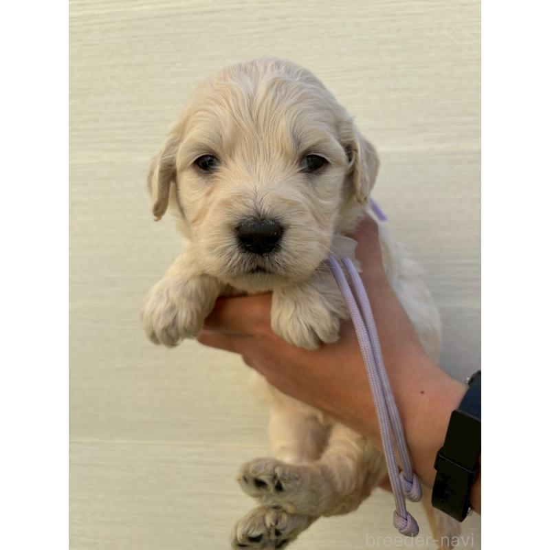 販売中の長野県のゴールデンドゥードル:ゴールデンレトリーバー×プードル-439222