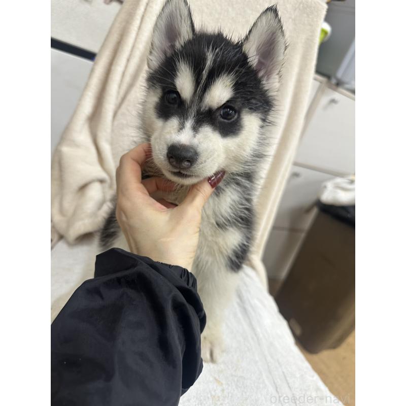 商談中の千葉県のシベリアンハスキー-437646