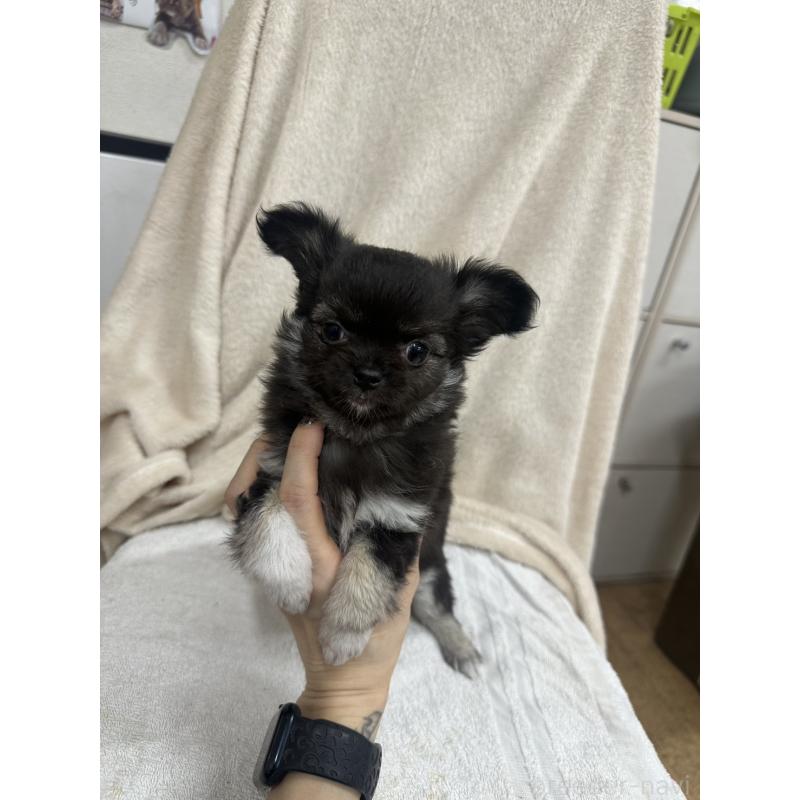 販売中の千葉県のチワワ(ロングコート)-434981の9枚目