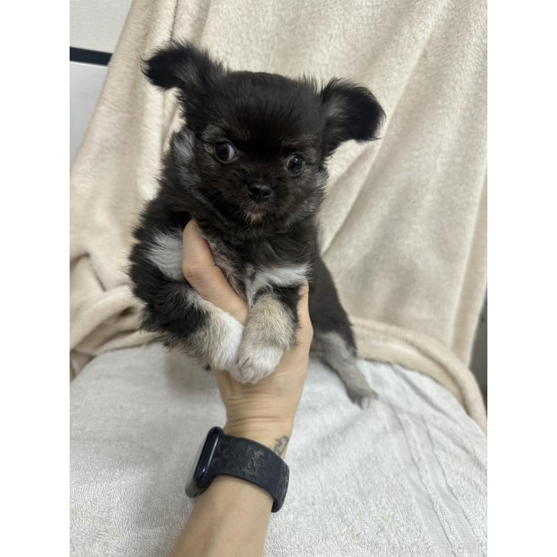 販売中の千葉県のチワワ(ロングコート)-434981の8枚目