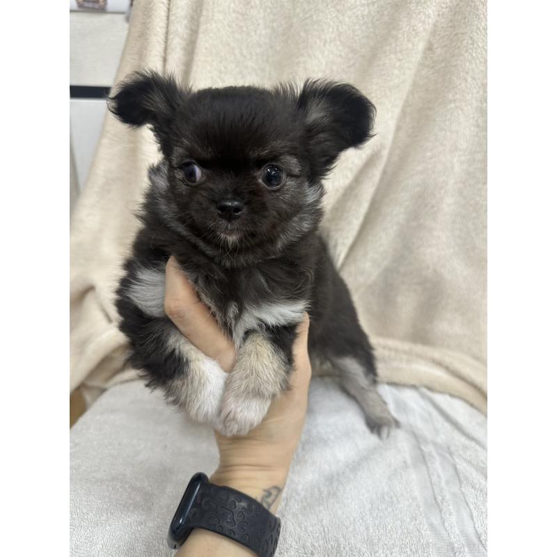 販売中の千葉県のチワワ(ロングコート)-434981の7枚目