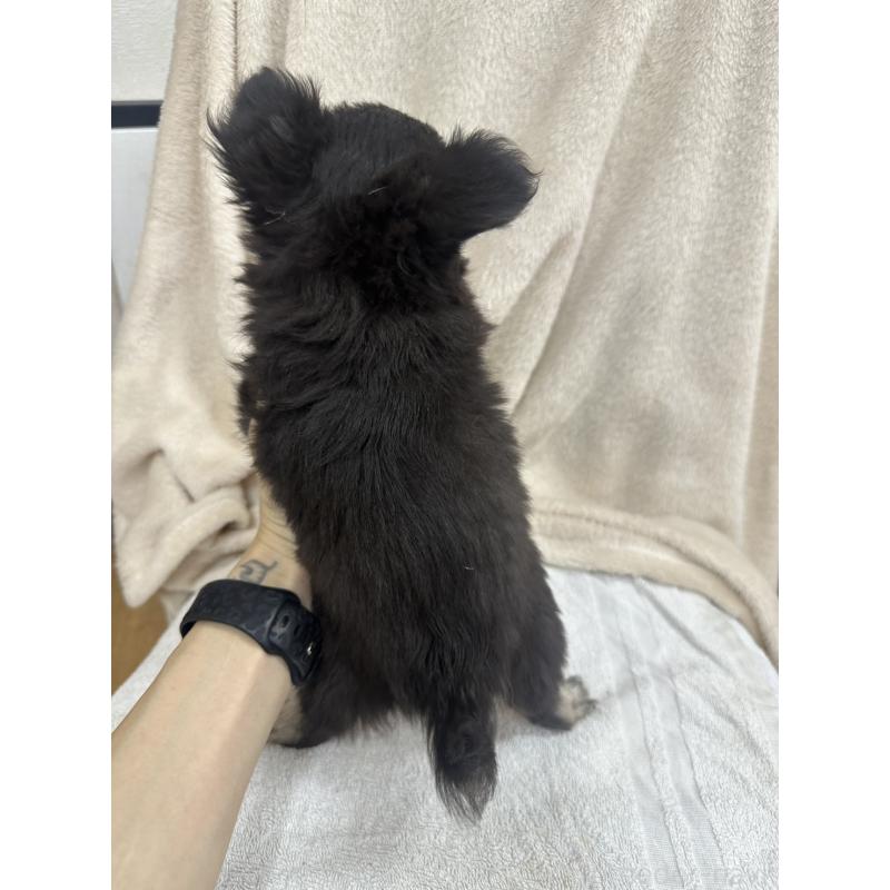 販売中の千葉県のチワワ(ロングコート)-434981の5枚目