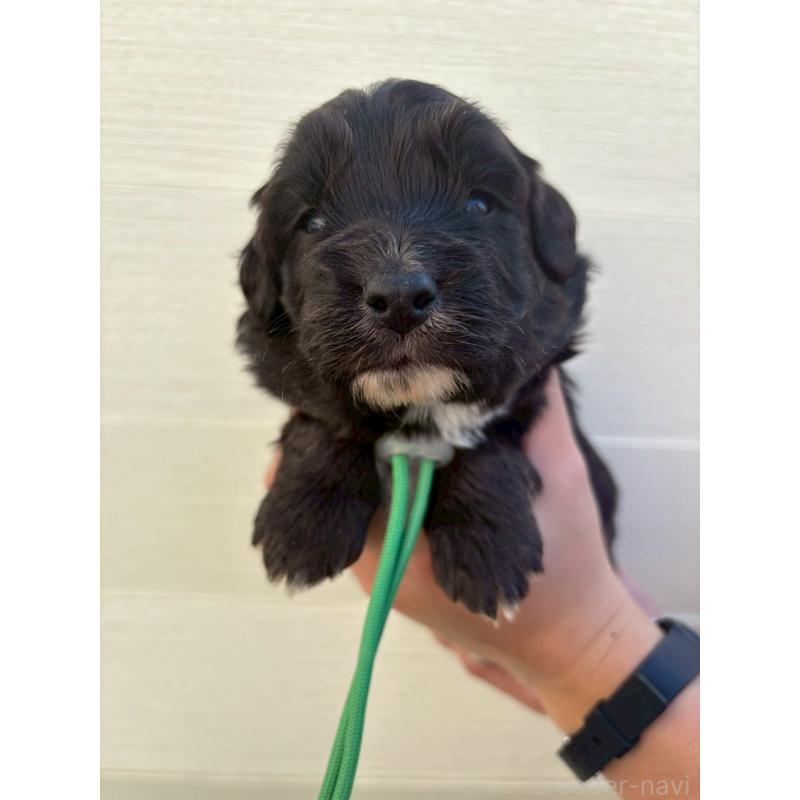 販売中の長野県のミックス犬-439231の1枚目