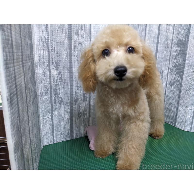 商談中の埼玉県のトイプードル-439224の5枚目