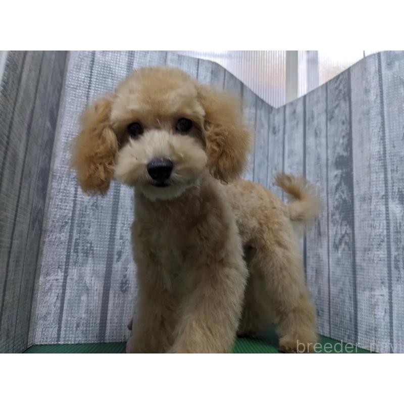 商談中の埼玉県のトイプードル-439224の4枚目