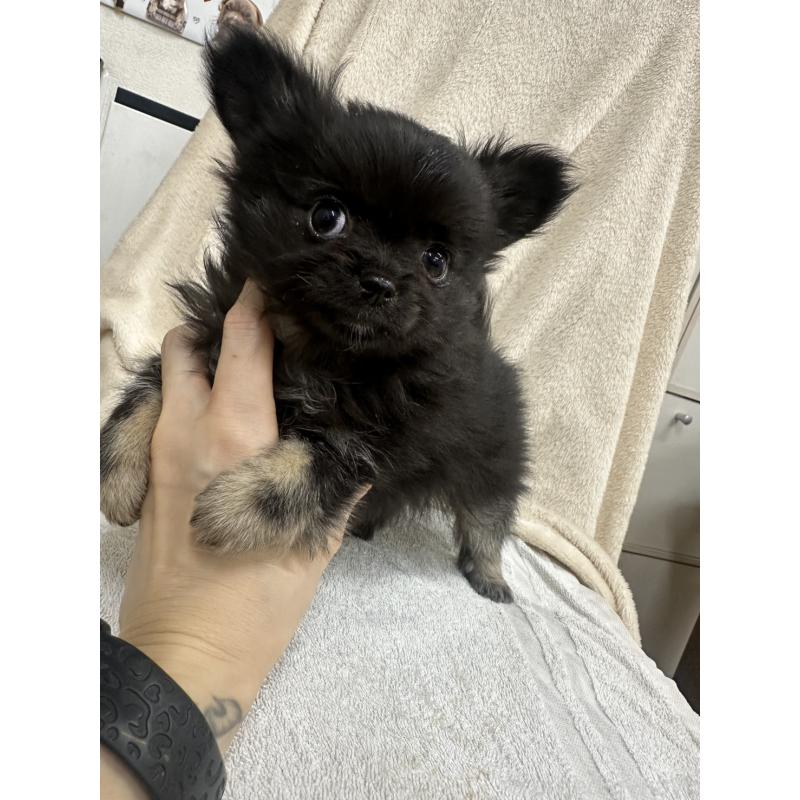 販売中の千葉県のチワワ(ロングコート)-434985の9枚目