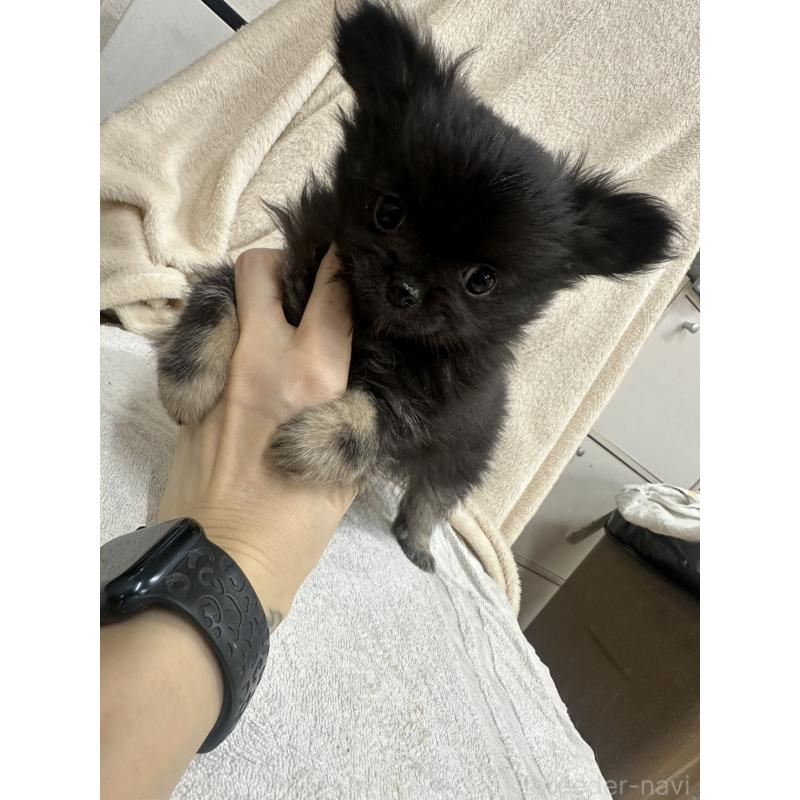 販売中の千葉県のチワワ(ロングコート)-434985の8枚目