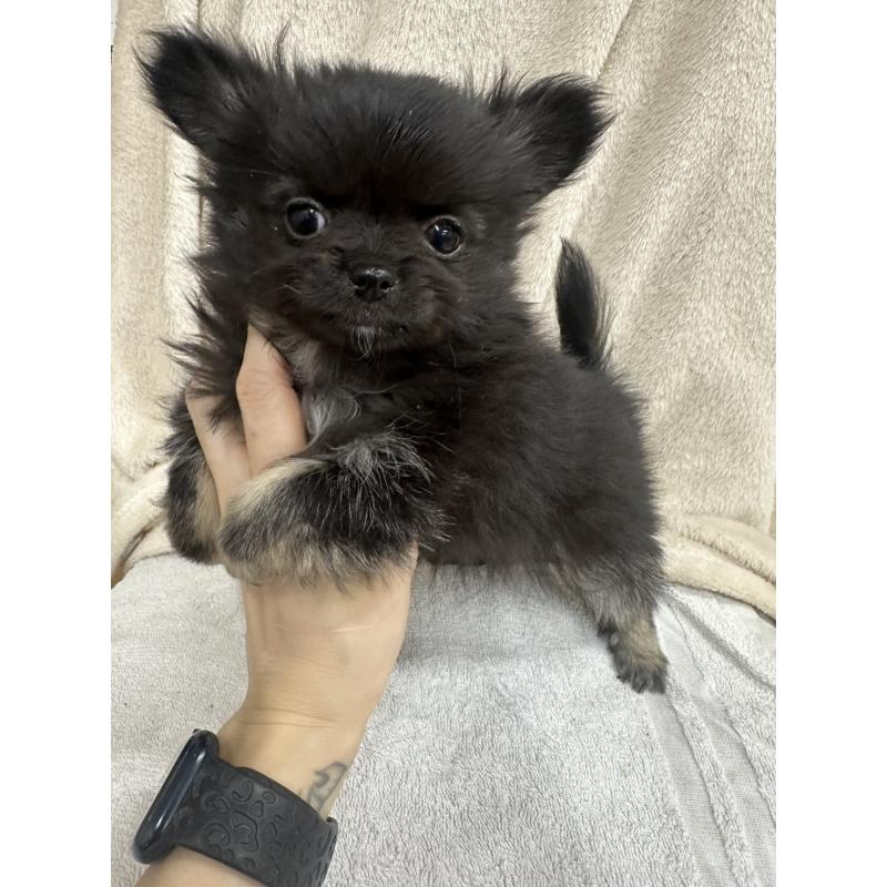 販売中の千葉県のチワワ(ロングコート)-434985