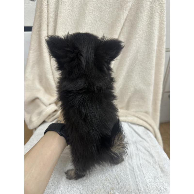 販売中の千葉県のチワワ(ロングコート)-434985の6枚目