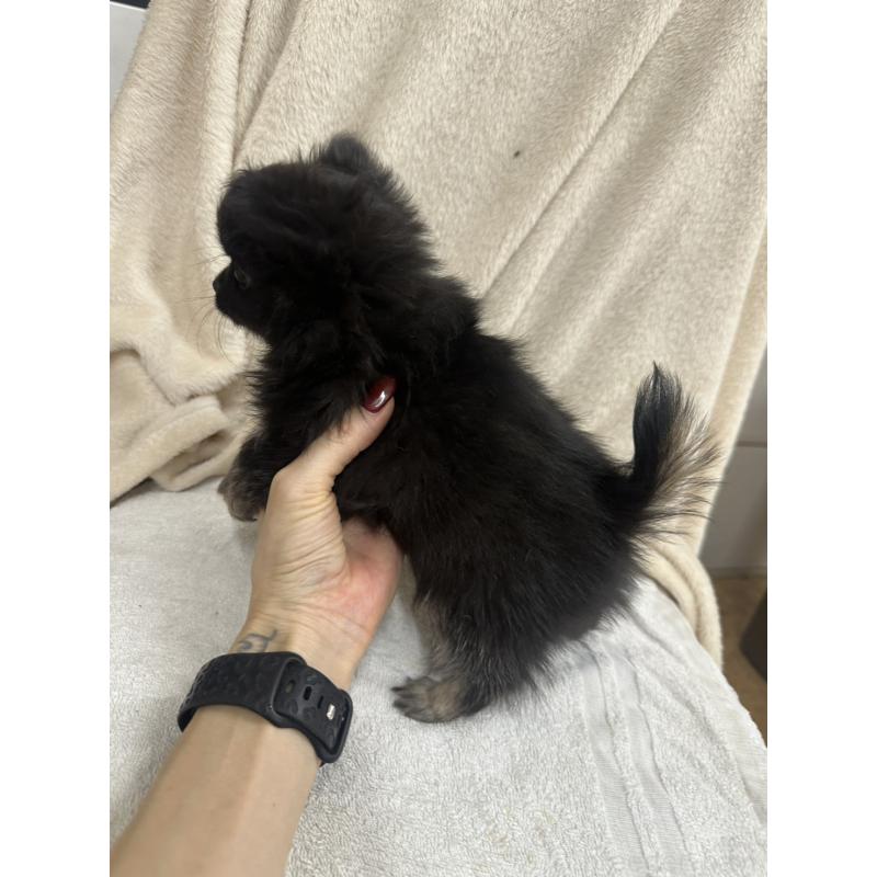 販売中の千葉県のチワワ(ロングコート)-434985の5枚目