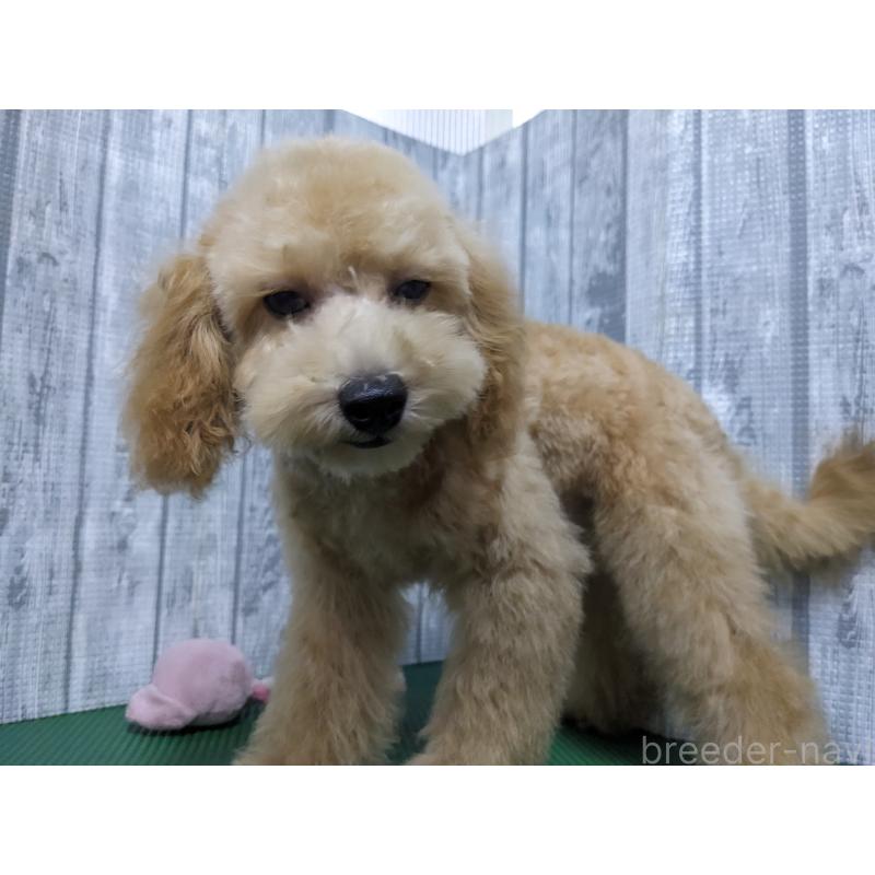 商談中の埼玉県のトイプードル-439224の3枚目