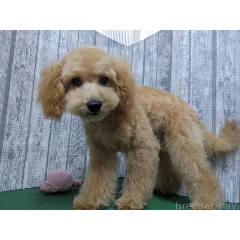 商談中の埼玉県のトイプードル-439224の2枚目