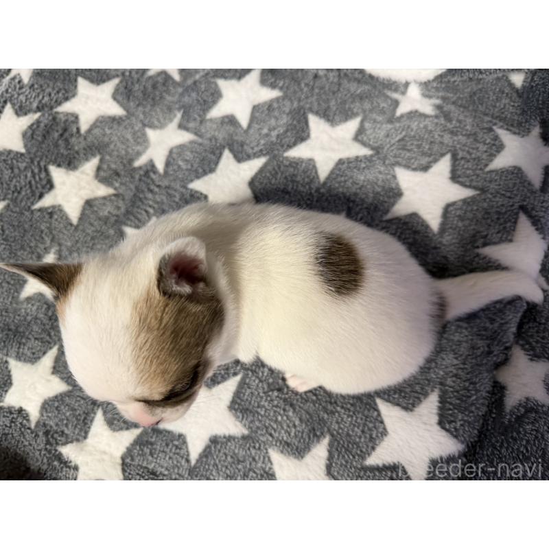 販売中の福岡県のミックス犬-439225の6枚目