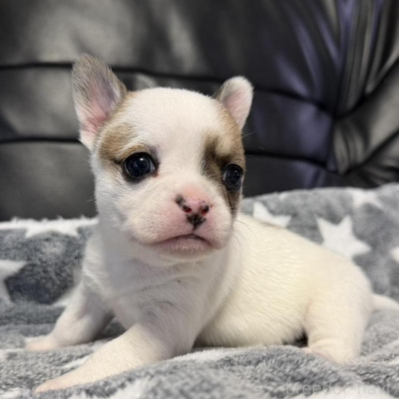 販売中の福岡県のミックス犬-439225の1枚目