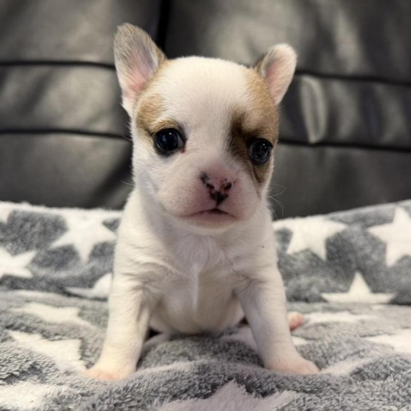 販売中の福岡県のミックス犬-439225の5枚目