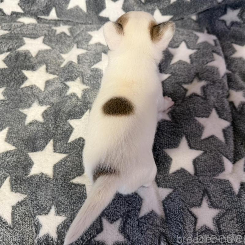 販売中の福岡県のミックス犬-439225の2枚目