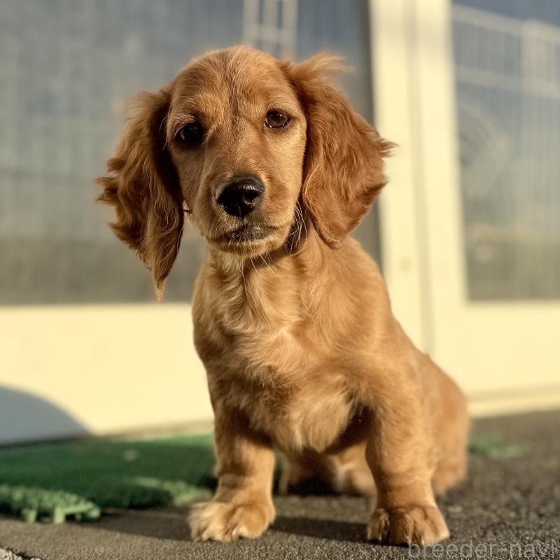 販売中の埼玉県のミニチュアダックスフンド(ロングヘアード)-427137