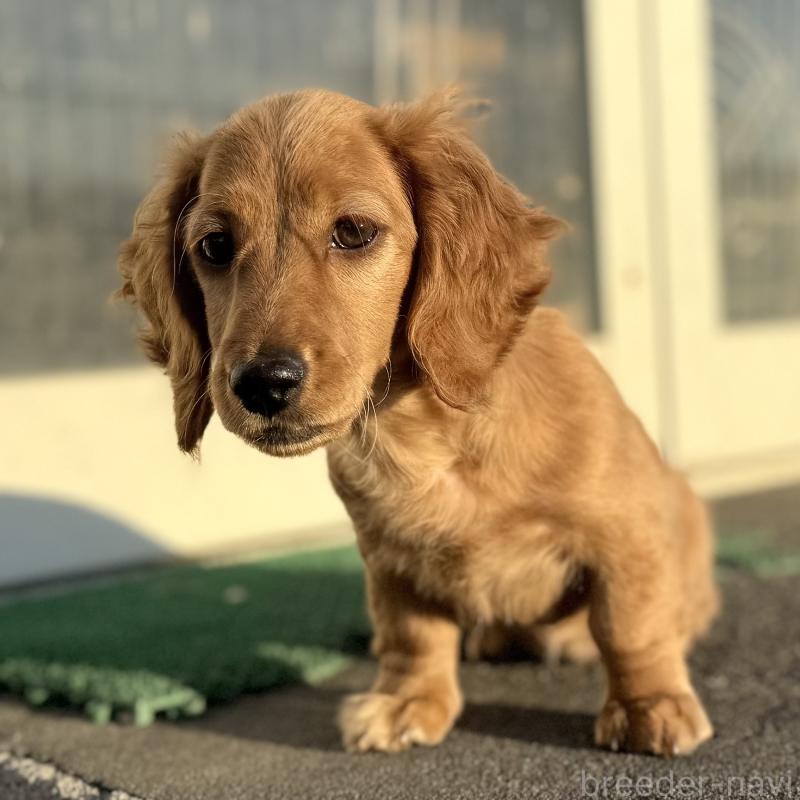 販売中の埼玉県のミニチュアダックスフンド(ロングヘアード)-427137の5枚目