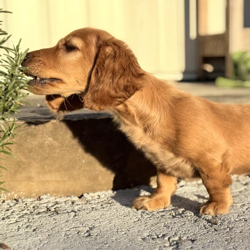 販売中の埼玉県のミニチュアダックスフンド(ロングヘアード)-427137の3枚目