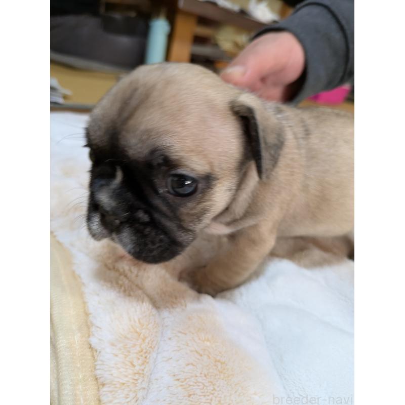 販売中の広島県のフレンチブルドッグ-439229の8枚目