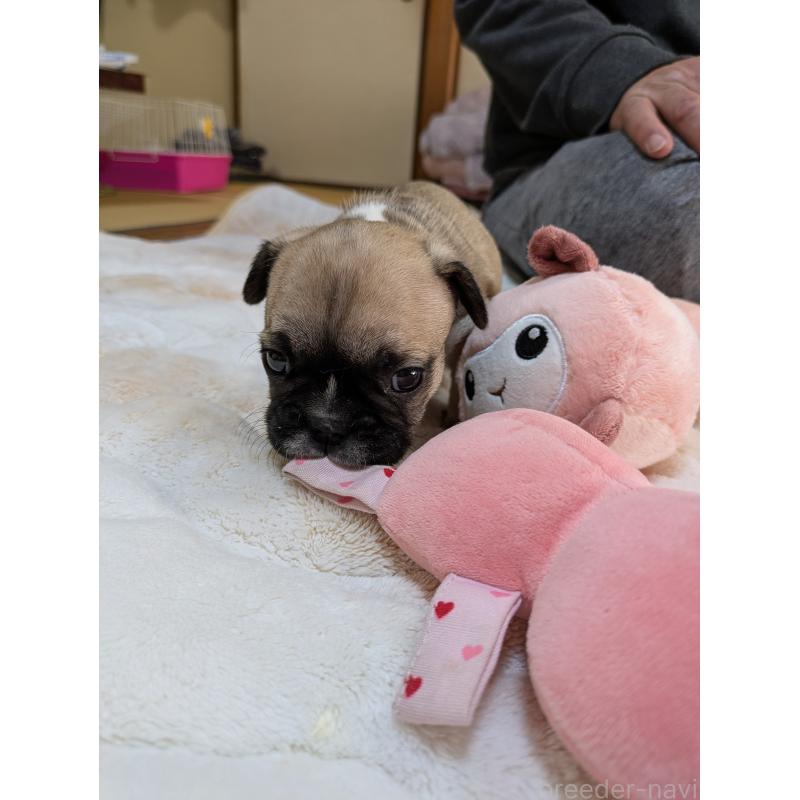 販売中の広島県のフレンチブルドッグ-439229の6枚目