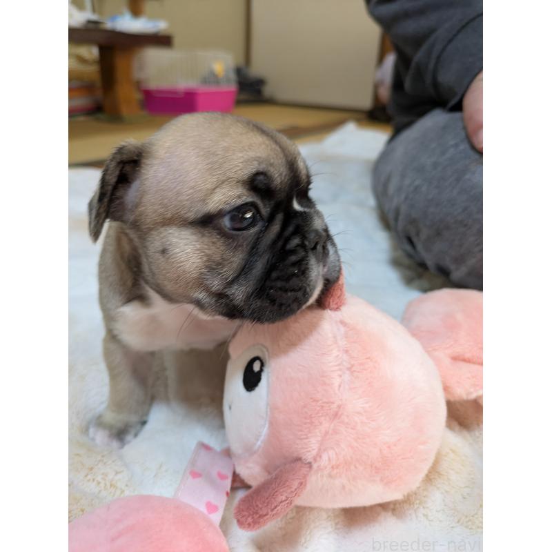 販売中の広島県のフレンチブルドッグ-439229の5枚目